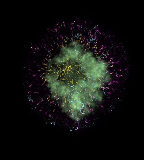 A visual of cell division in a HeLa cell through the DeltaVision OMX super-resolution microscope.