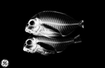 X-ray of two fish